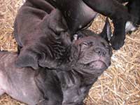 cuccioli cane corso che giocano